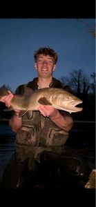 Brown Trout — Octave PONCET CORSIN