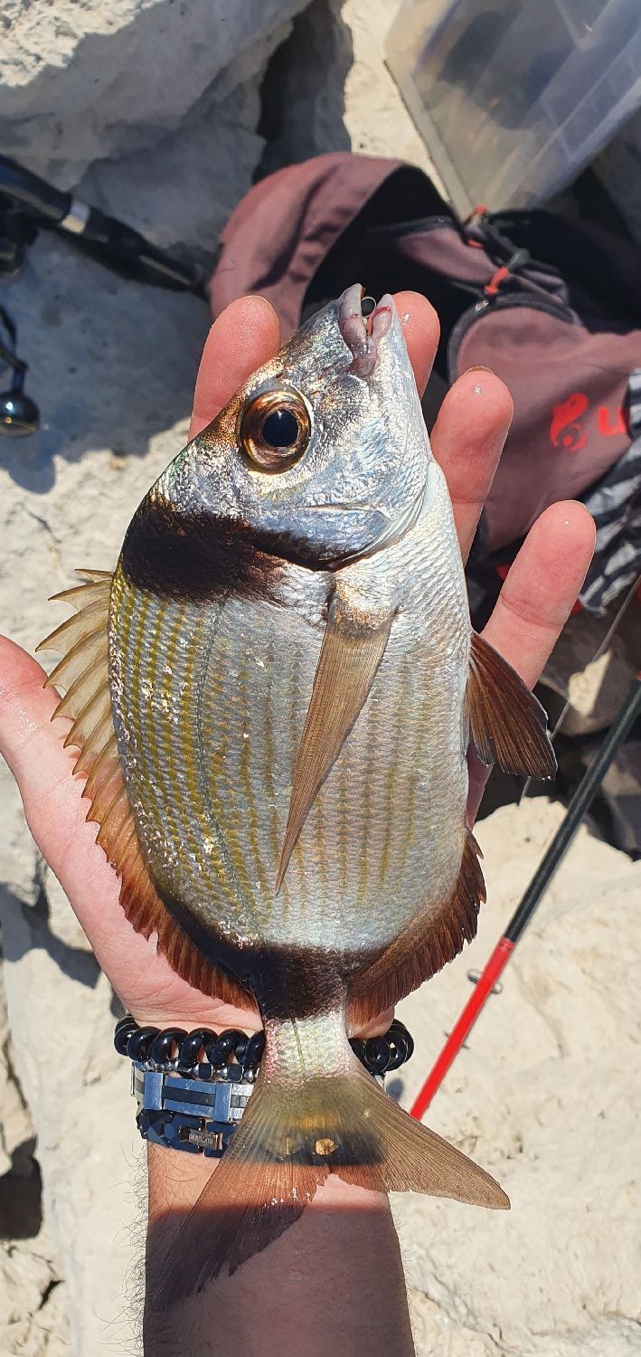 Species Card of Common Two-Banded Seabream
