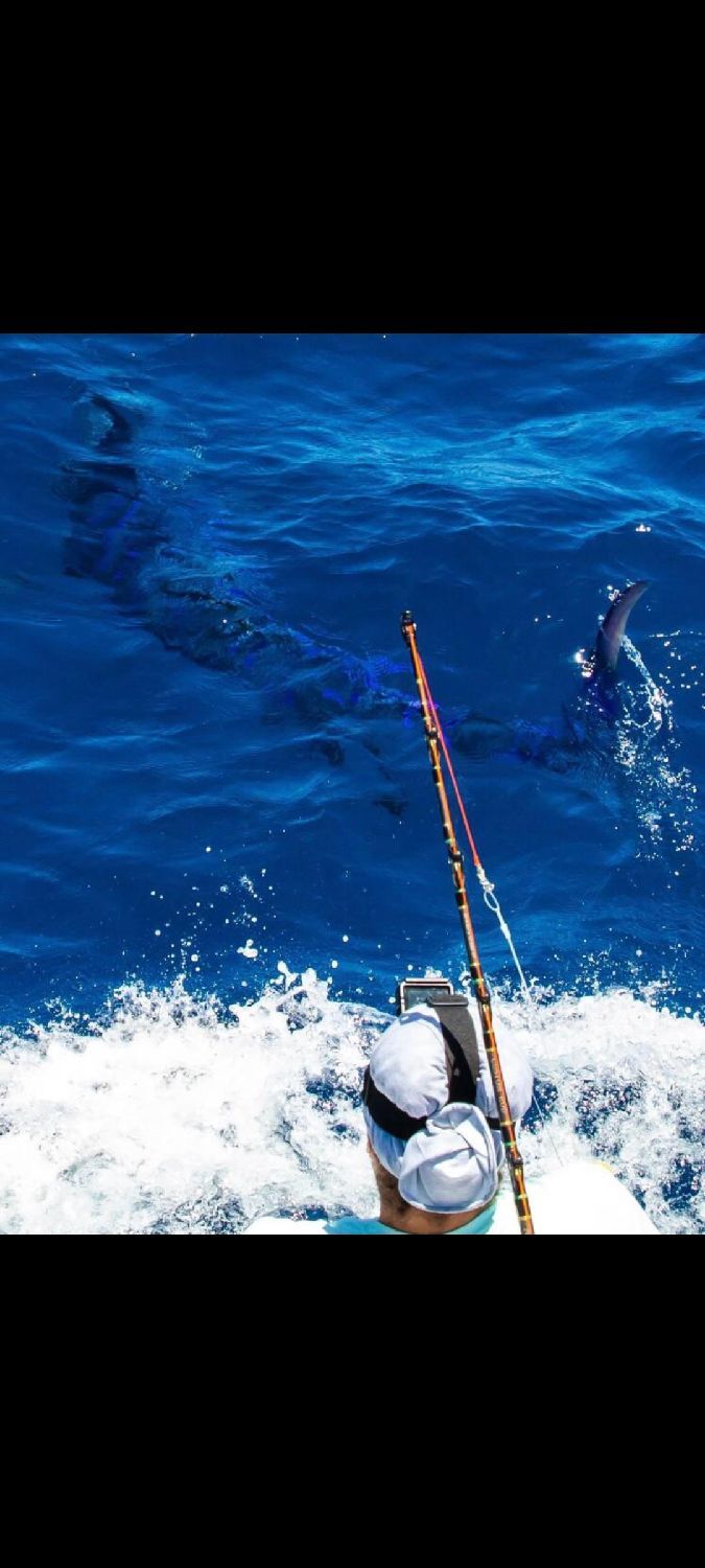 Best gear to fish Blue Marlin (Atlantic), (Makaira Nigricans)