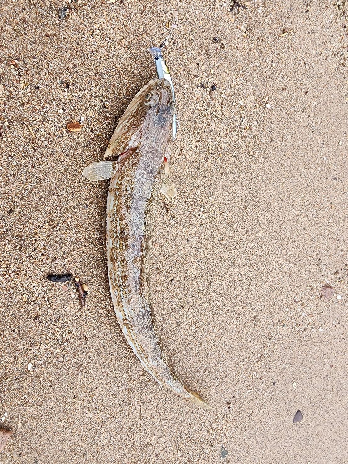 Last Atlantic Lizardfish caught