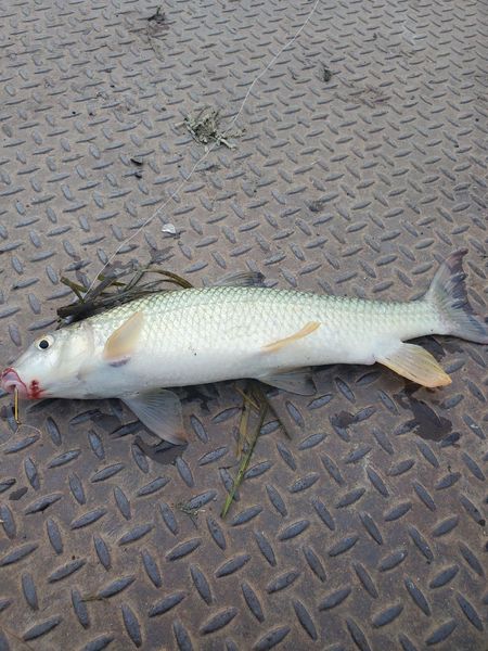 Species Card of Whitespotted Char