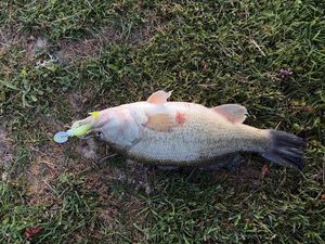 Largemouth Bass — Paco Gmnz