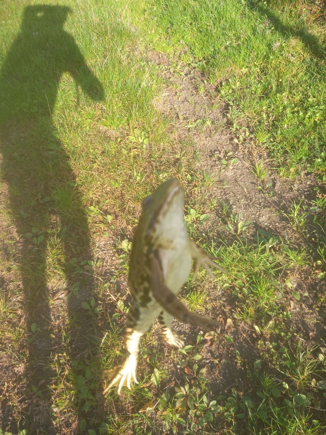 Last  caught