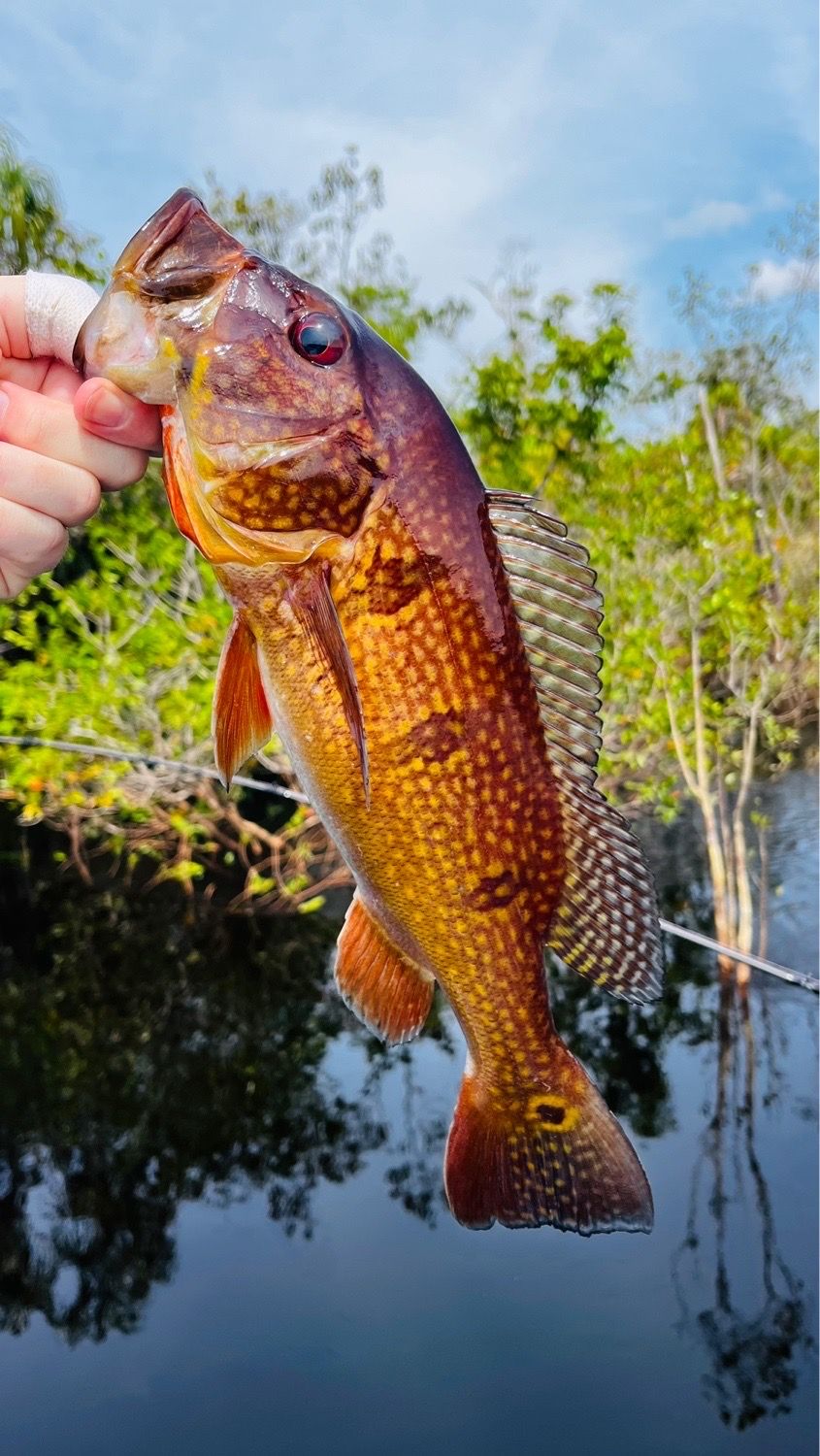 Last Orinoco Peacock caught