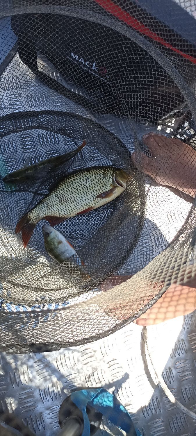 River2Sea WHOPPER PLOPPER 9CM PIKE