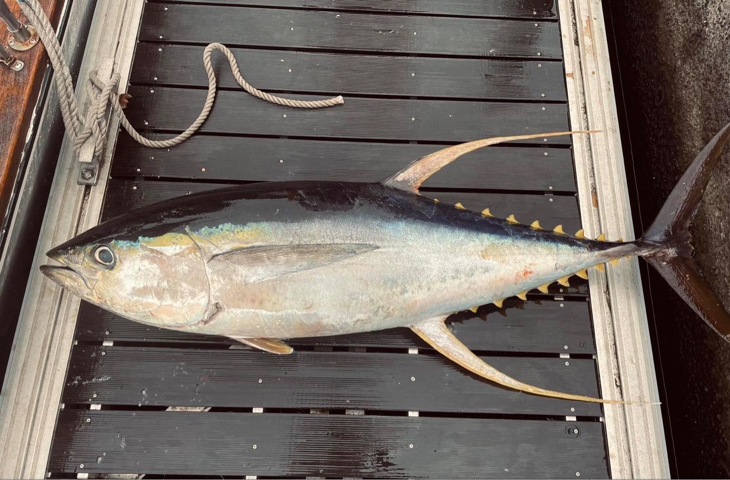 Yellowfin Tuna (Thunnus albacares)