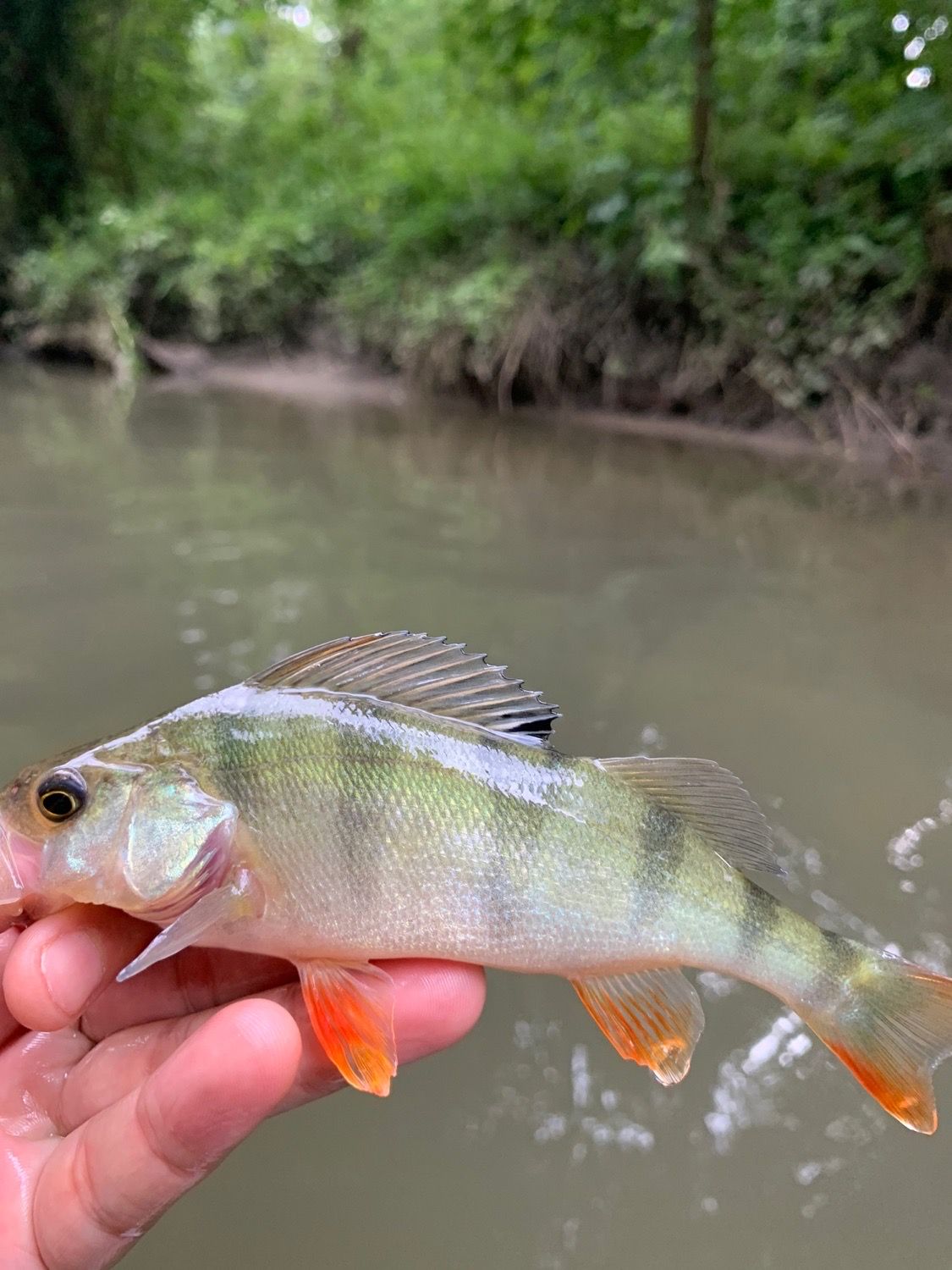 Jackson Buggy Spinner – Way Of Fishing