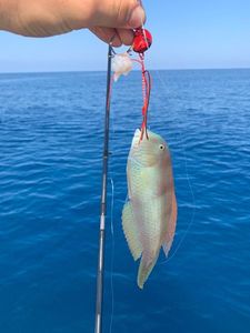 Last Pearly Razorfish caught, (Xyrichthys Novacula)