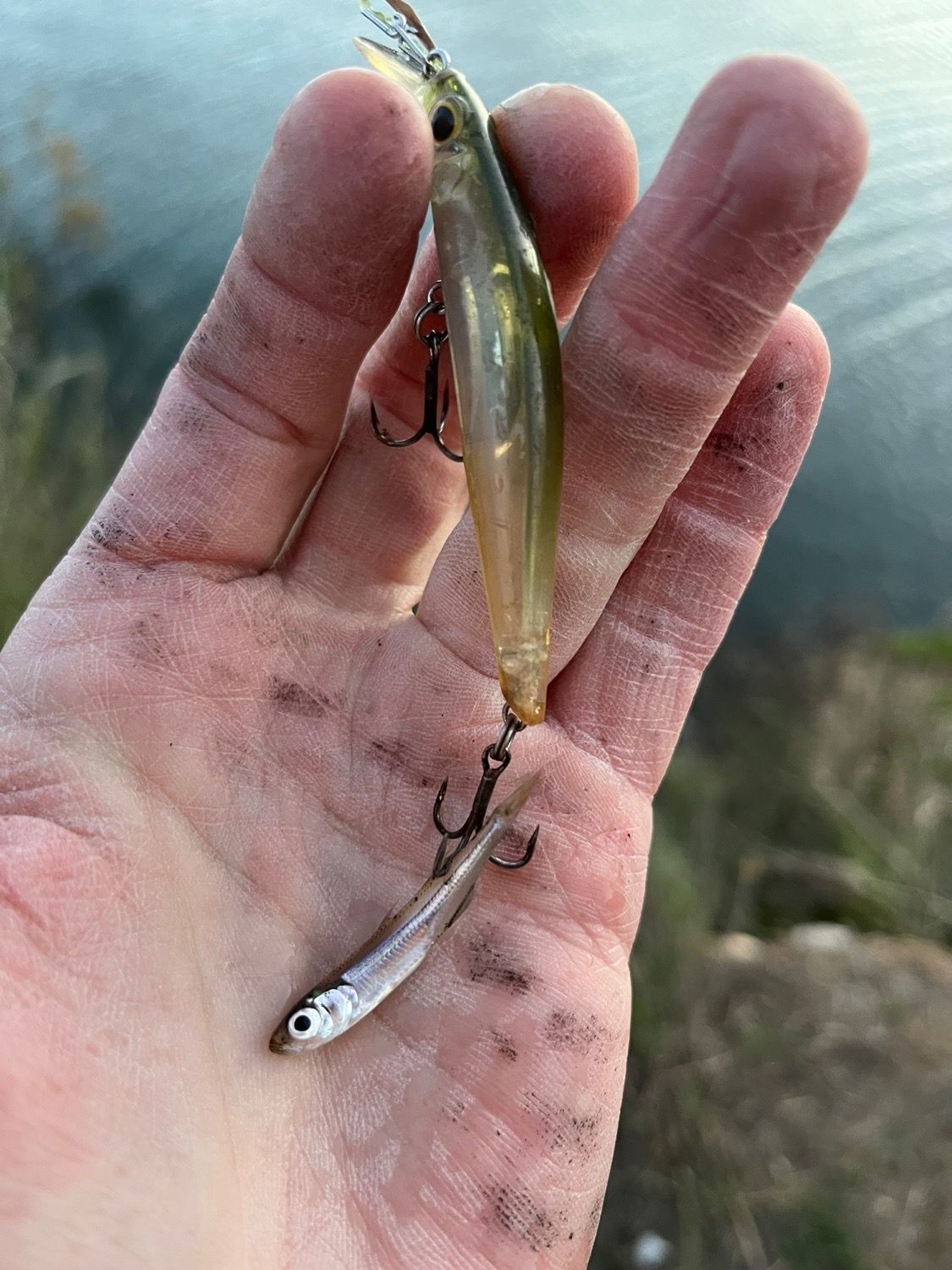 Last  caught