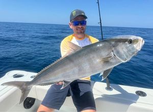 Greater Amberjack — Tanguy Demule