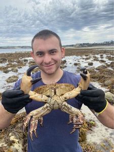 Brown Crab — Kevin André