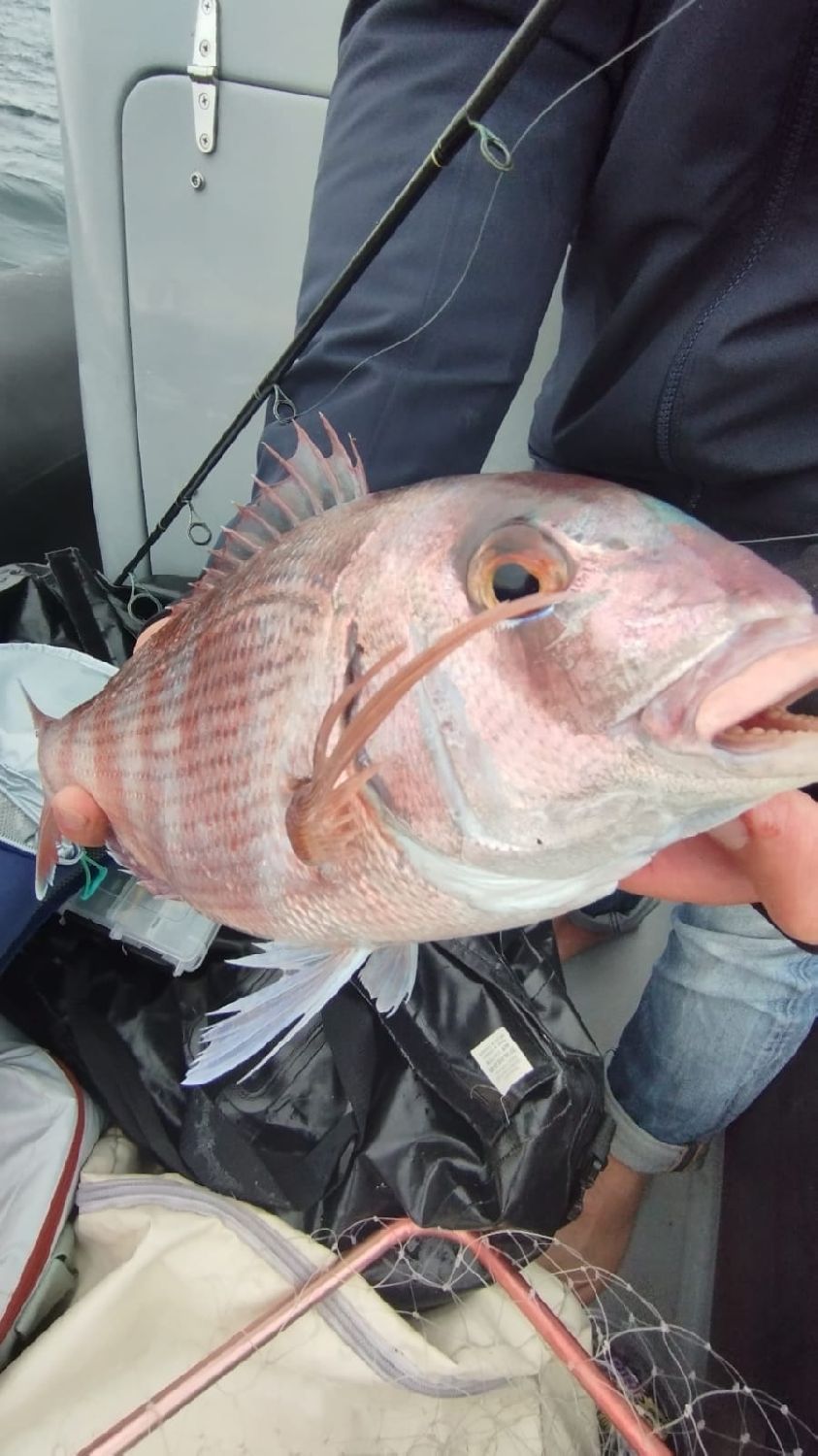 Last Redbanded Seabream caught