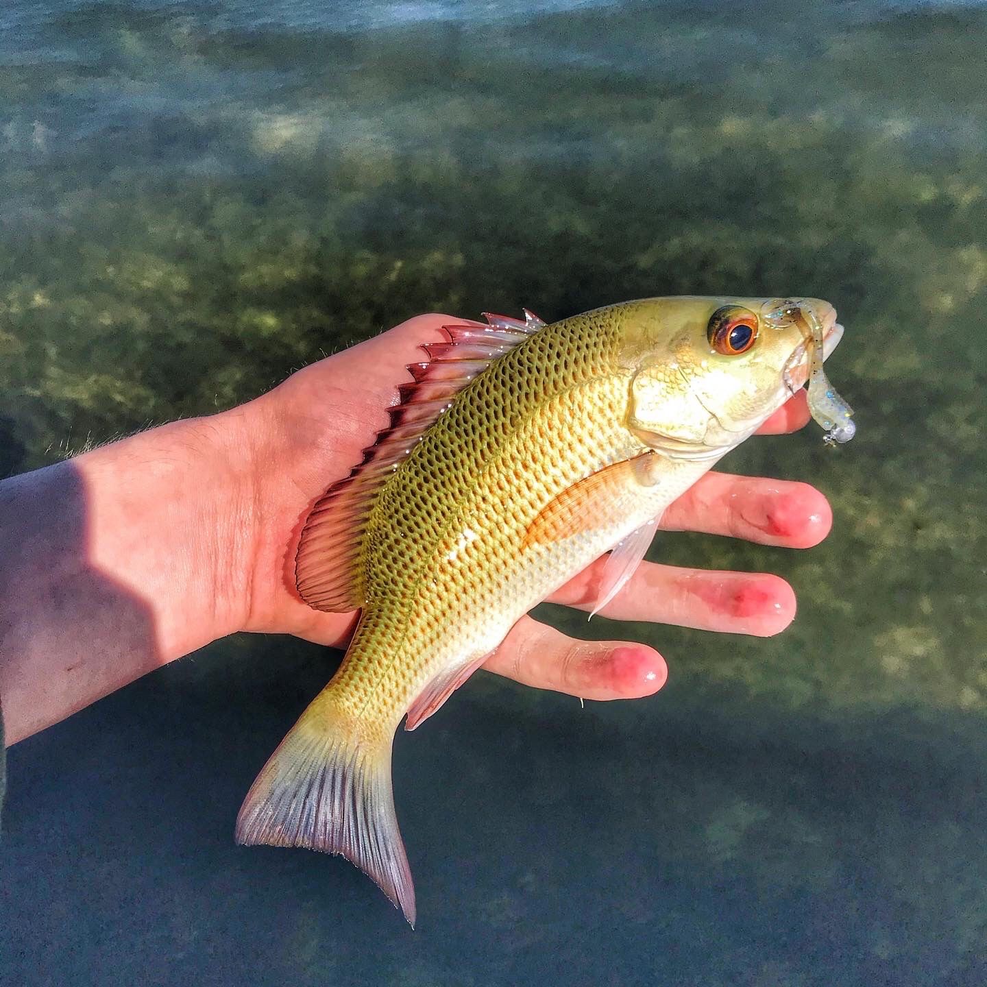 Last Longspine Porgy caught