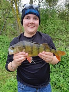 European Perch — Wédrick Syty