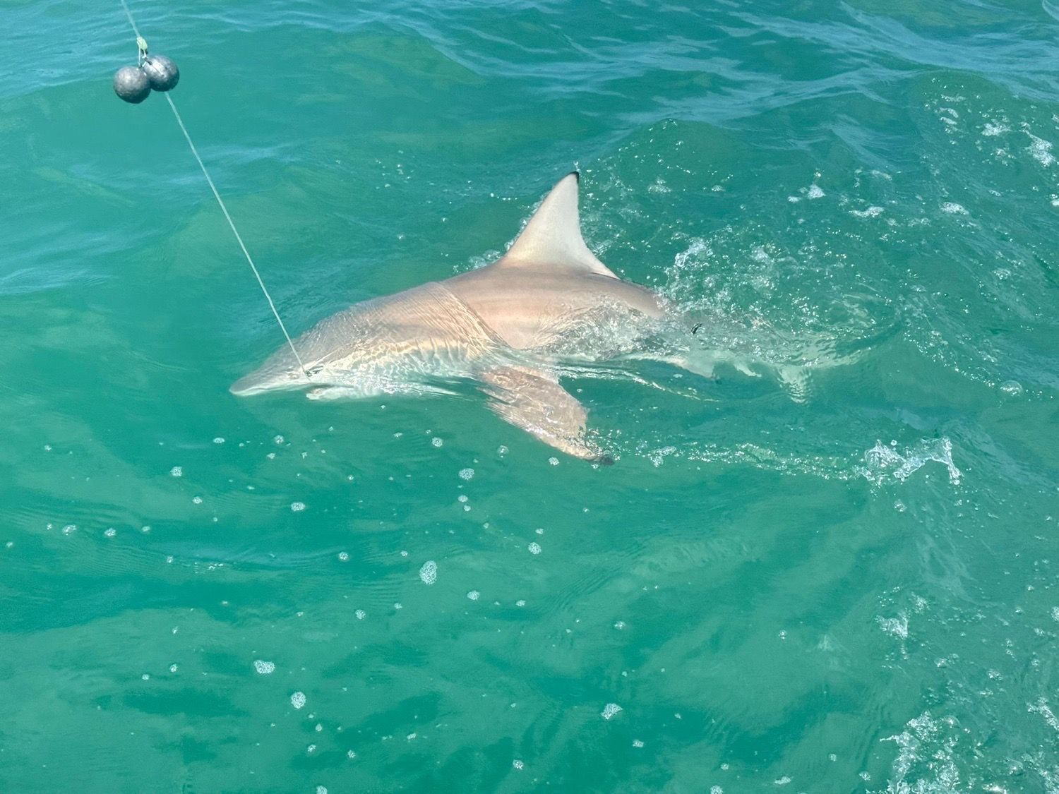 Last Blacktip Reef Shark caught