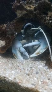 European Lobster — diego🎣 gallardo😉