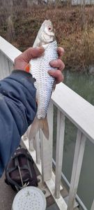 Roach — Is Fishing Carpiste