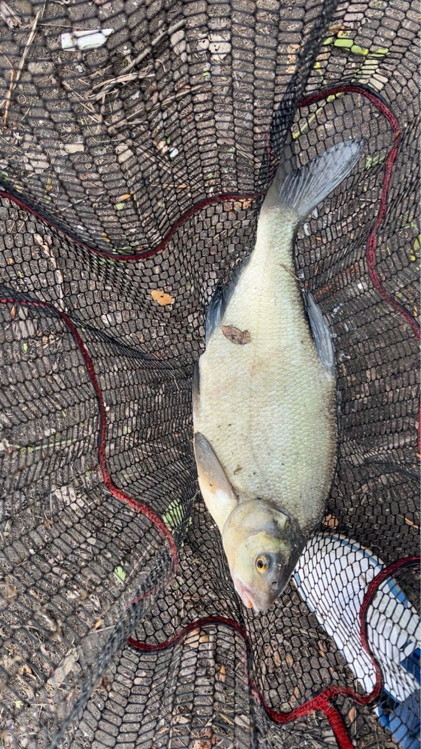 Best gear to fish Common Bream
