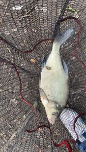 Common Bream — Sacha Bettremieux