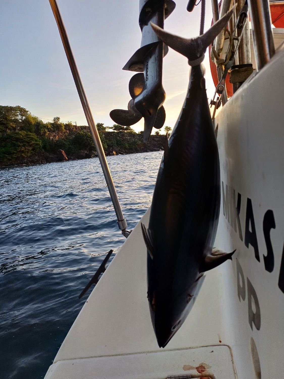 Best gear to fish Blackfin Tuna, (Thunnus Atlanticus)