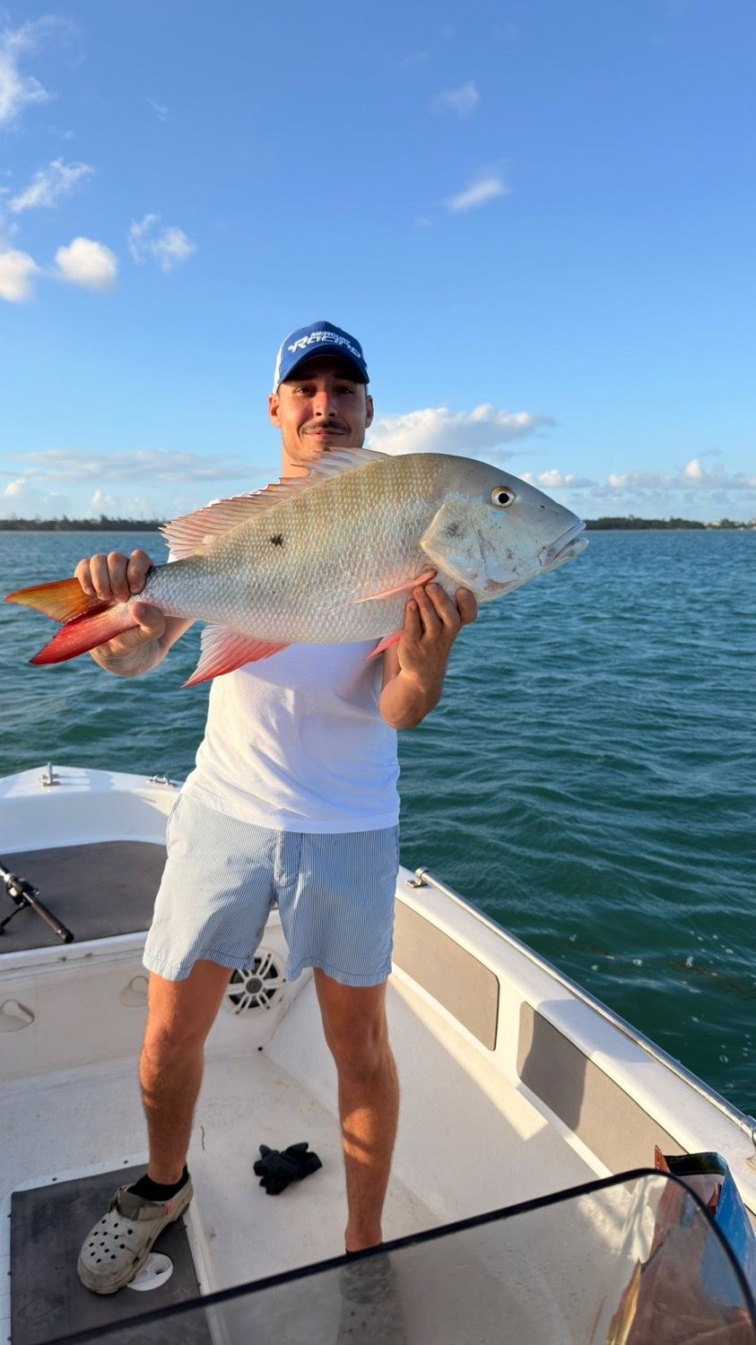 Last Grey Snapper caught