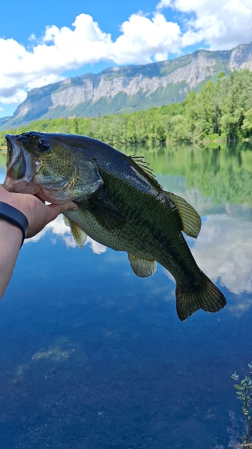 Species Card of Largemouth Bass
