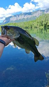 Largemouth Bass — Valentin Hallouet