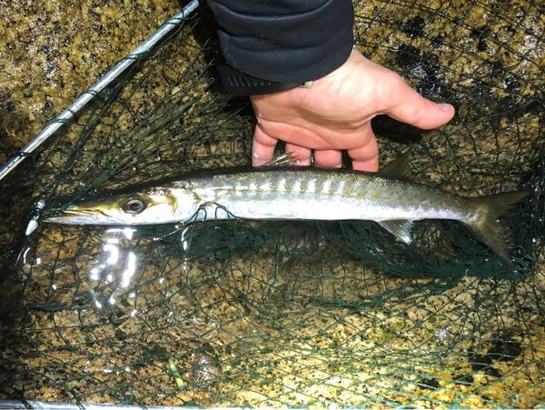 Best gear to fish Yellowmouth Barracuda, (Sphyraena Viridensis)