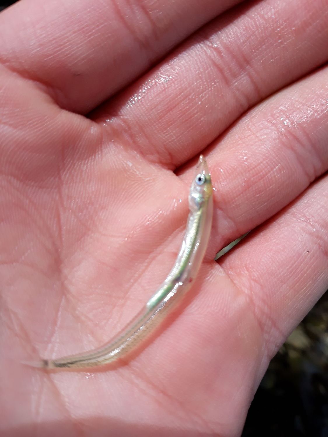 Species Card of Northern Sand Lance