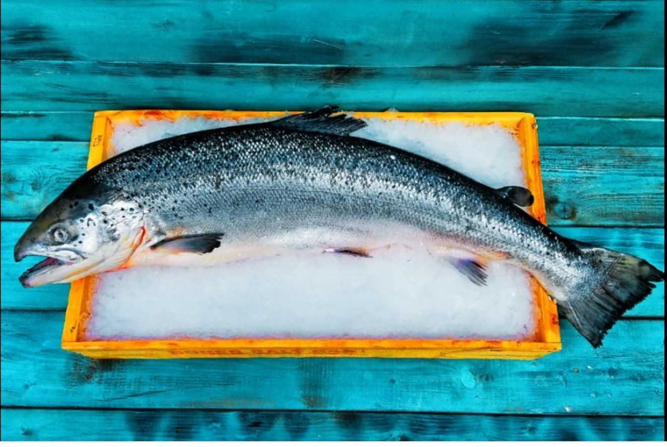 Fish Facts: Coho Salmon (Oncorhynchus kisutch) - Orvis News