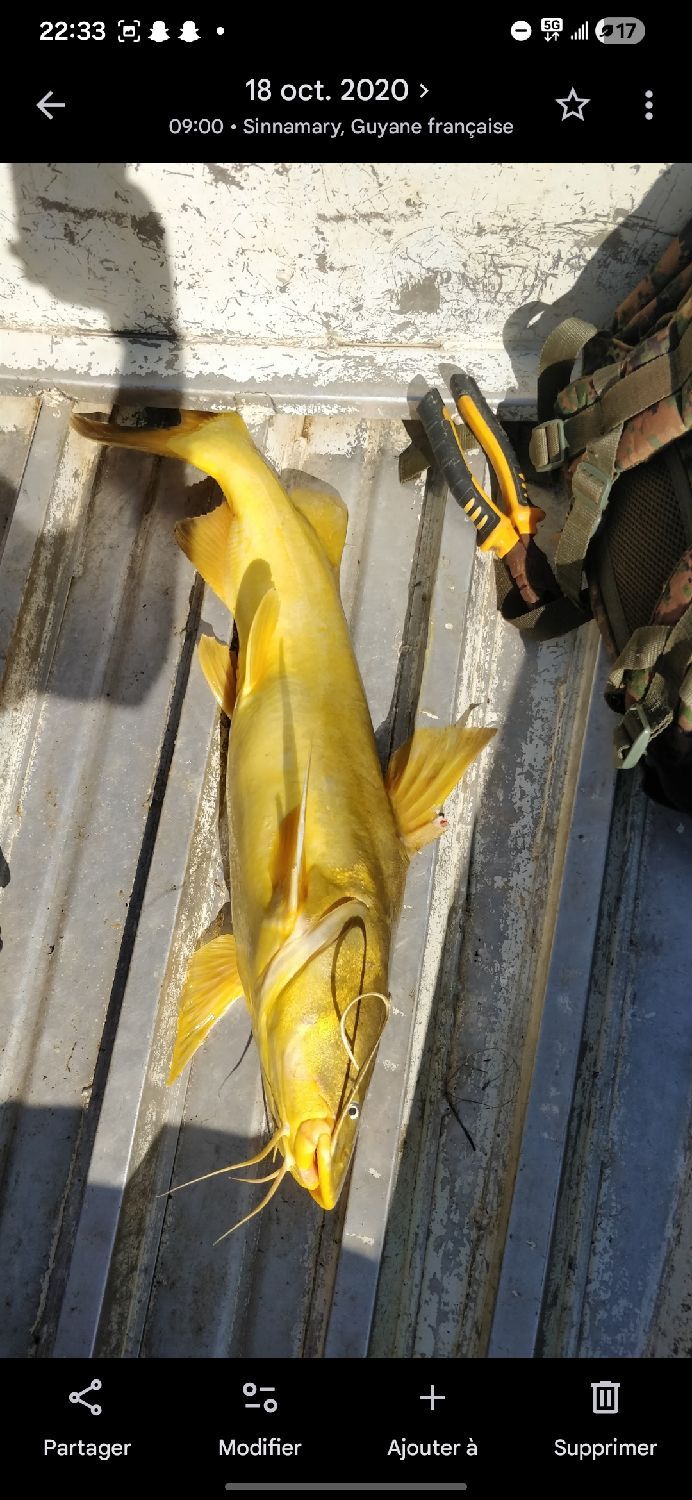 Last Yellow Bullhead caught