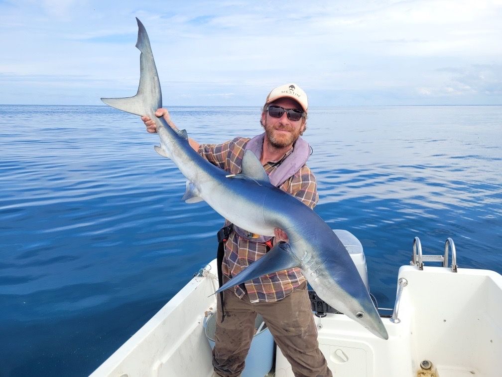 Best gear to fish Blue Shark, (Prionace Glauca)