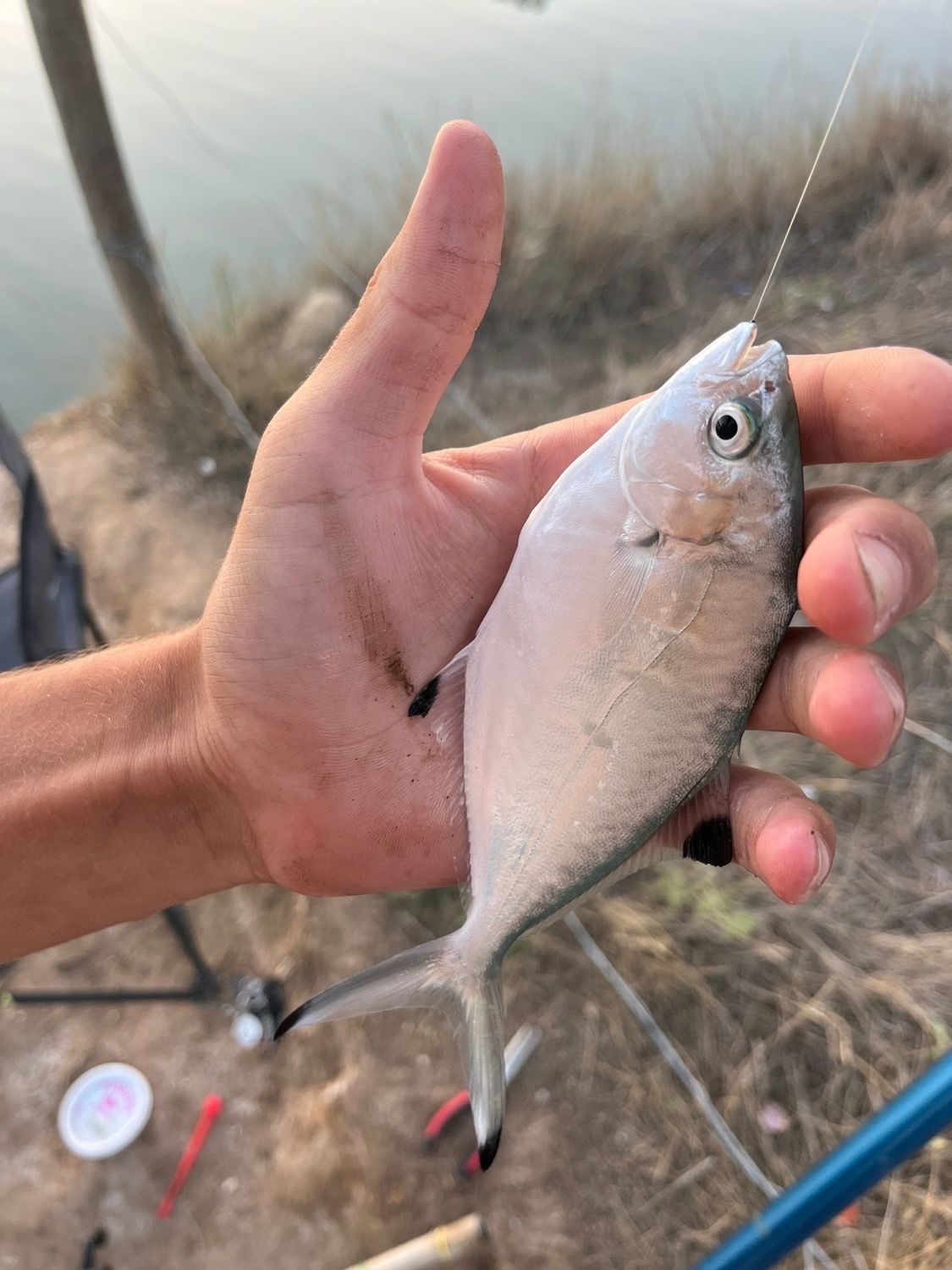 Best gear to fish Pompano, (Trachinotus Ovatus)