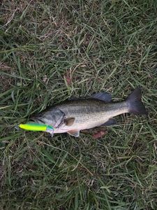 Largemouth Bass — Antonio Liorsan