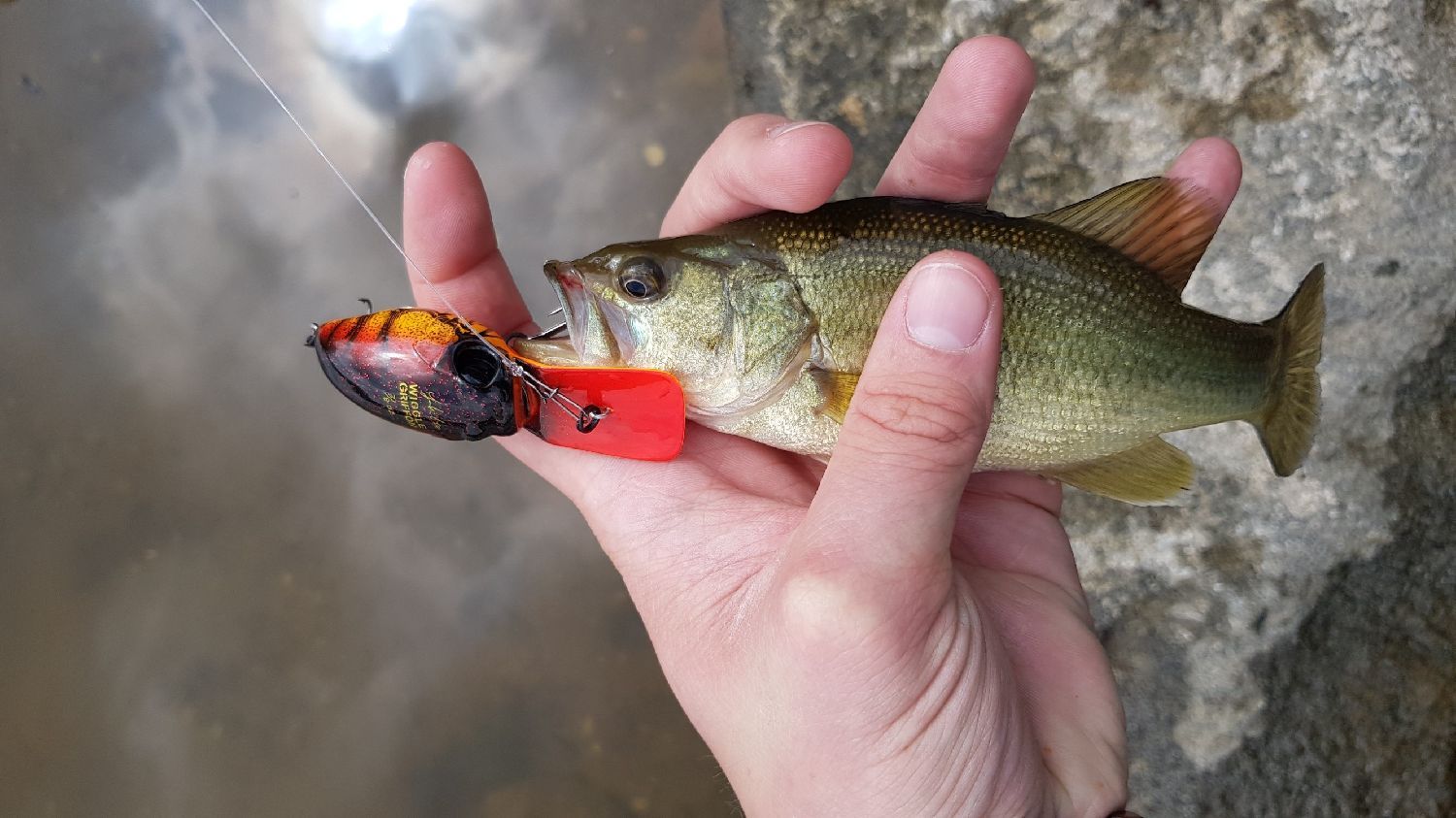 Megabass WIGGLE GRIFFON 5CM WILD CRAW