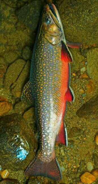 Last African Forktail Snapper caught