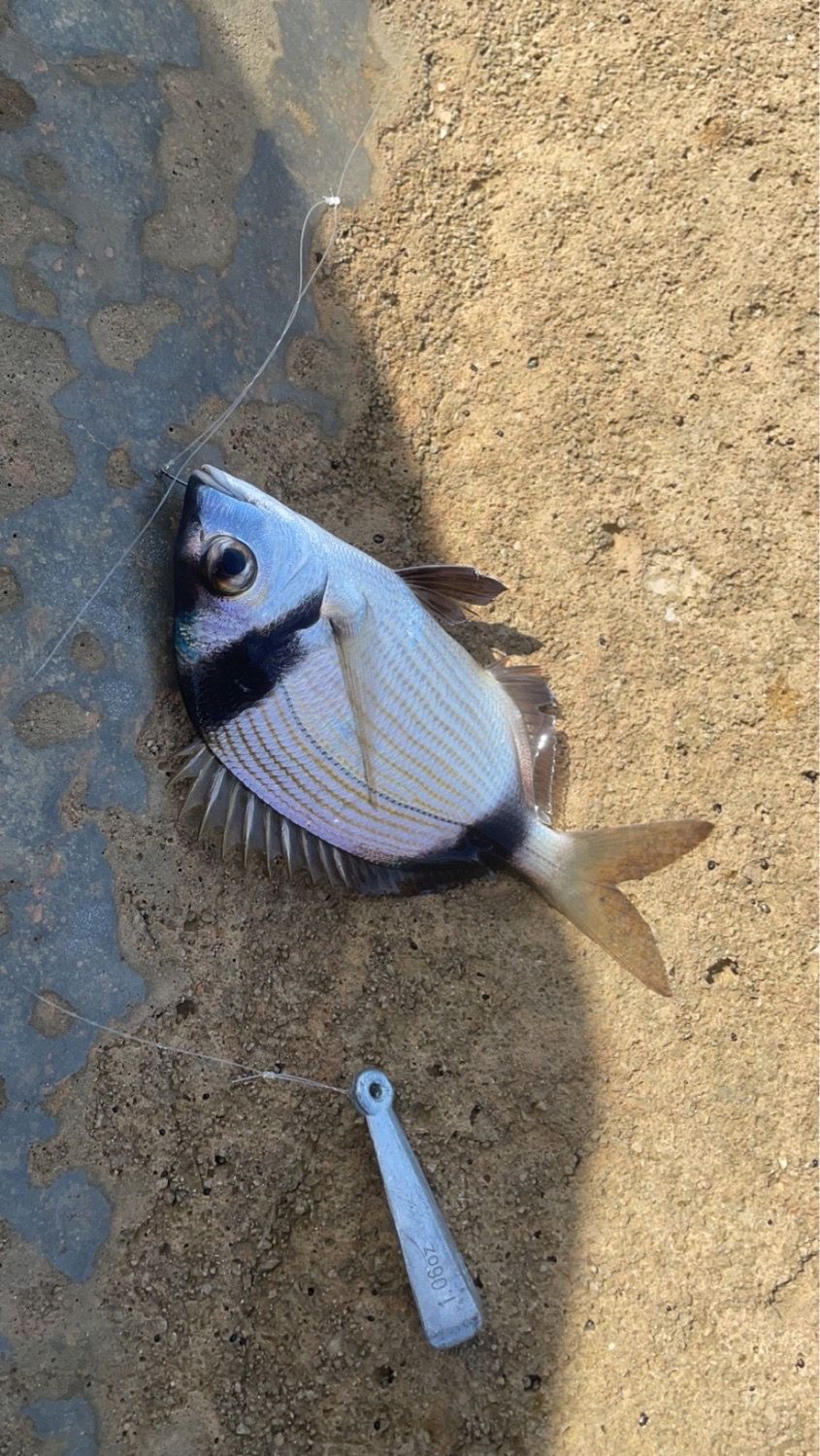 Last Common Two-banded Seabream caught