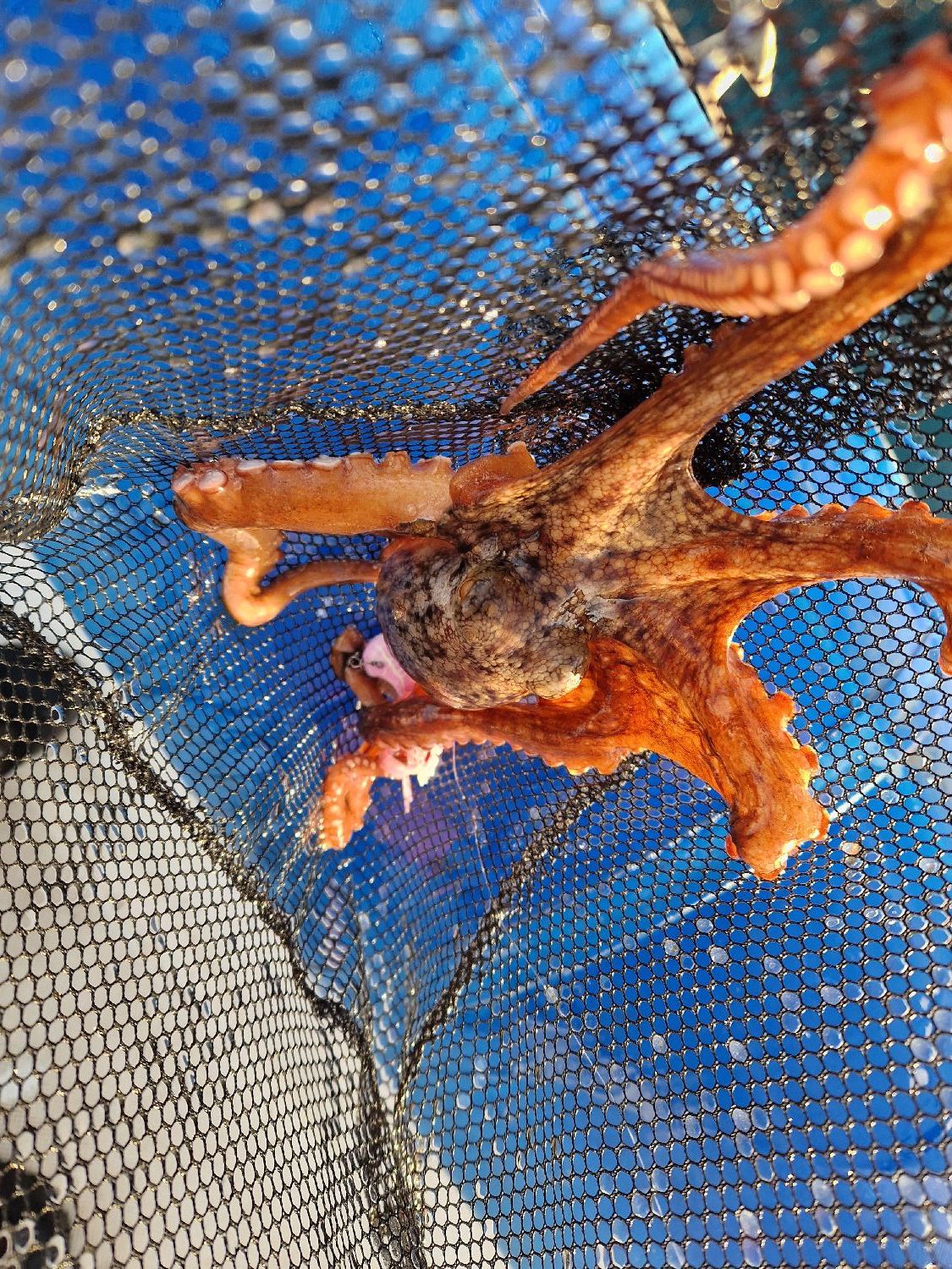 Best gear to fish Common Octopus, (Octopus Vulgaris)