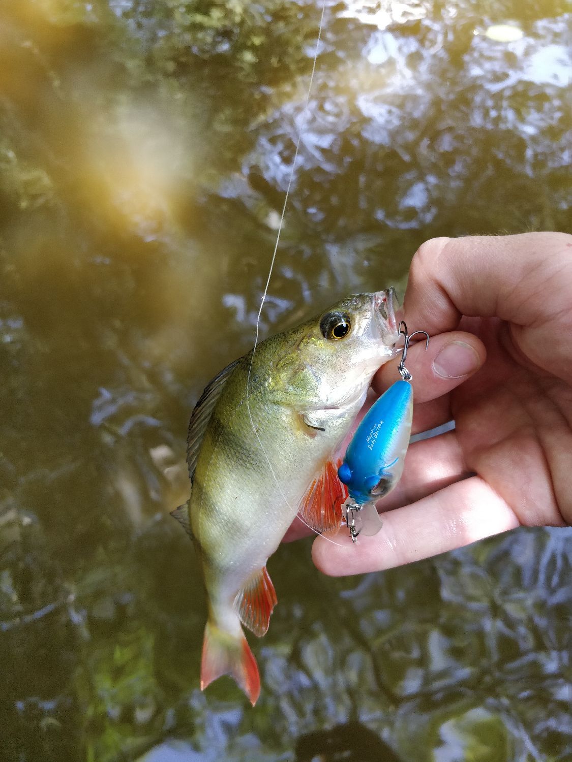 Megabass Baby Griffon 3 8cm Nc Tanago Fishfriender