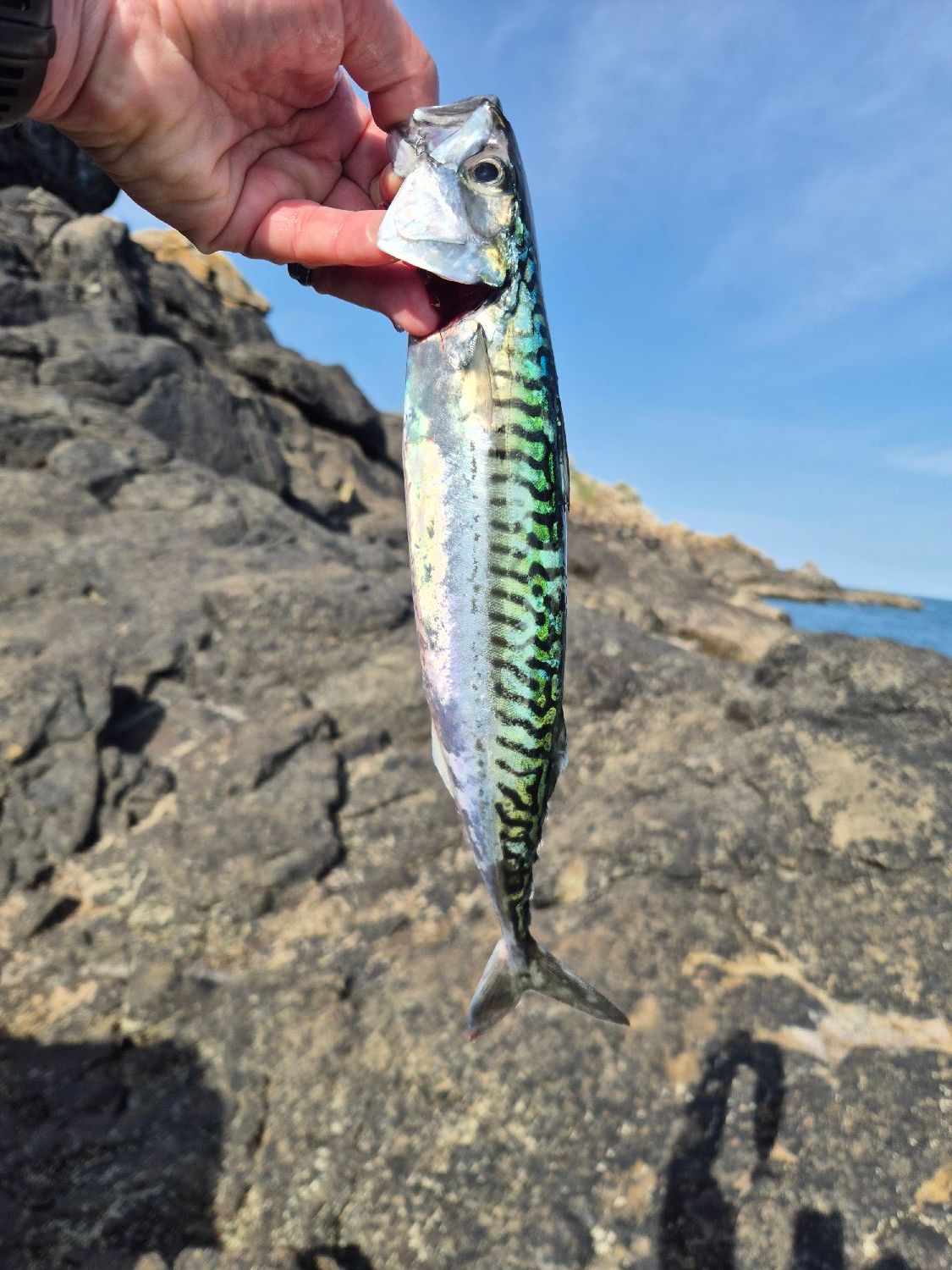 Last Mackerel caught