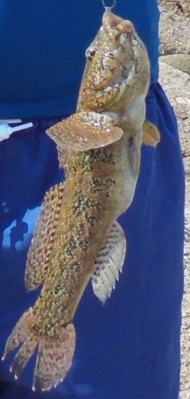 Species Card of Black Goby