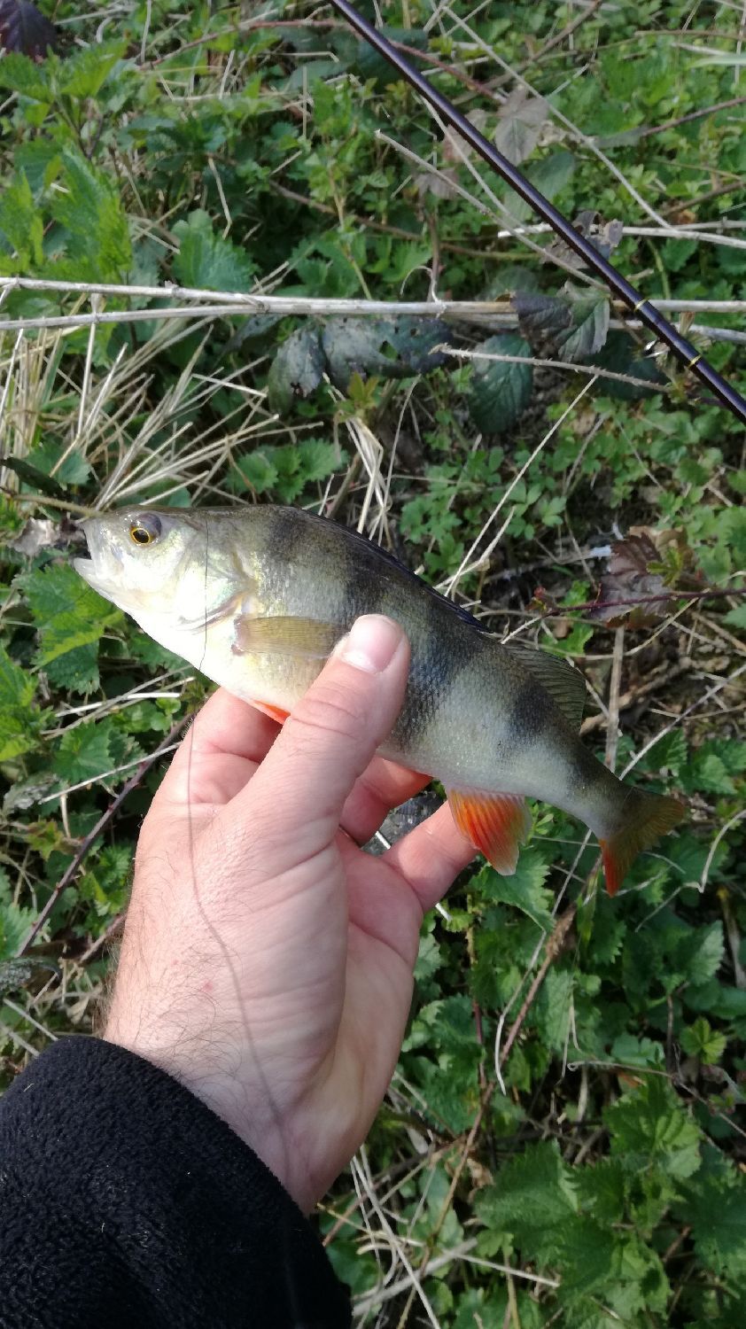 Ron Thompson Steelhead Nano Fly Rod Trout