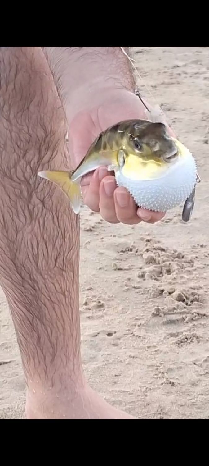 Best gear to fish Blunthead Puffer (Balloonfish)