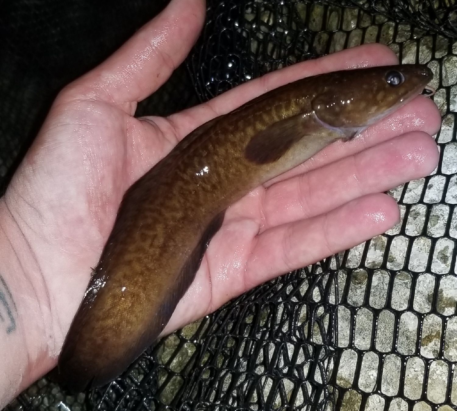 Last Three-Bearded Rockling caught