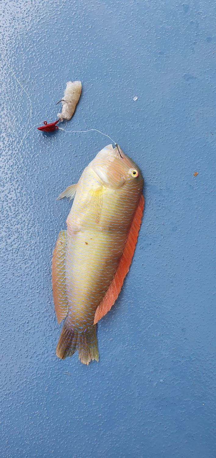 Last Pearly Razorfish caught, (Xyrichthys Novacula)