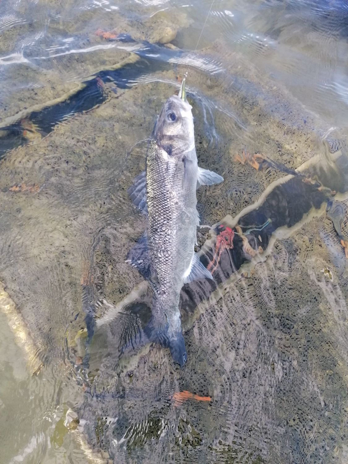 White Bass Morone chrysops