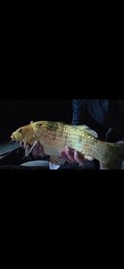 Koï Fish — Guigui Guigui