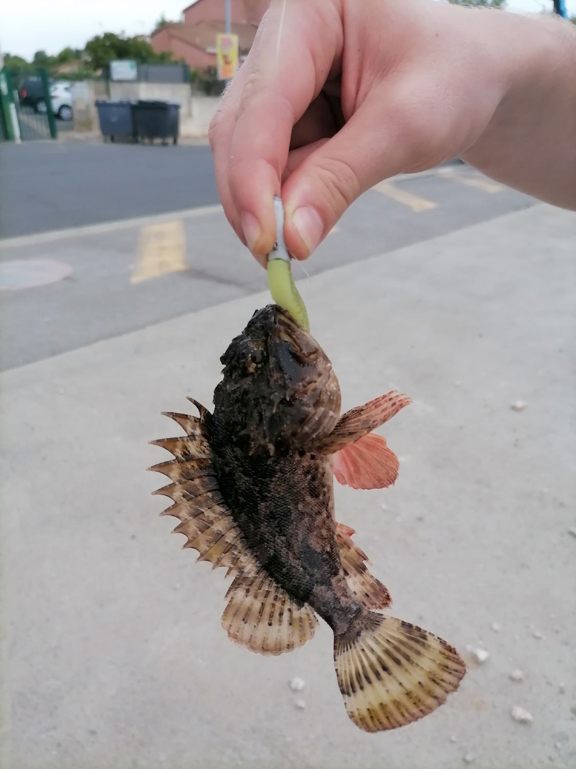 Species Card of Brown Scorpionfish