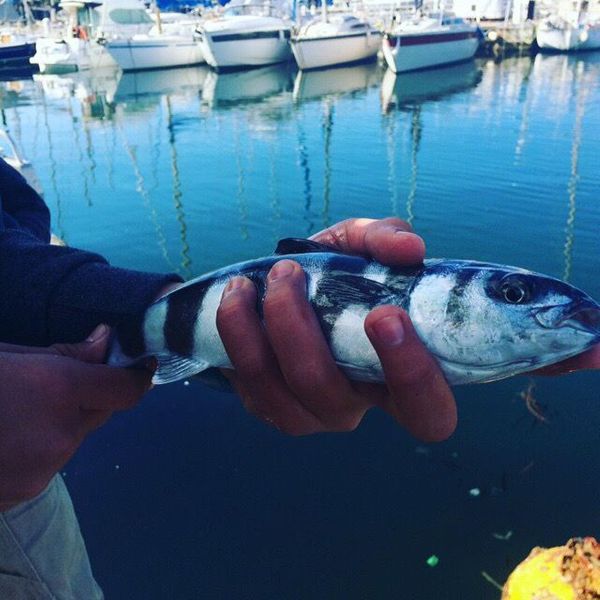 Last Pilotfish caught, (Naucrates Ductor)