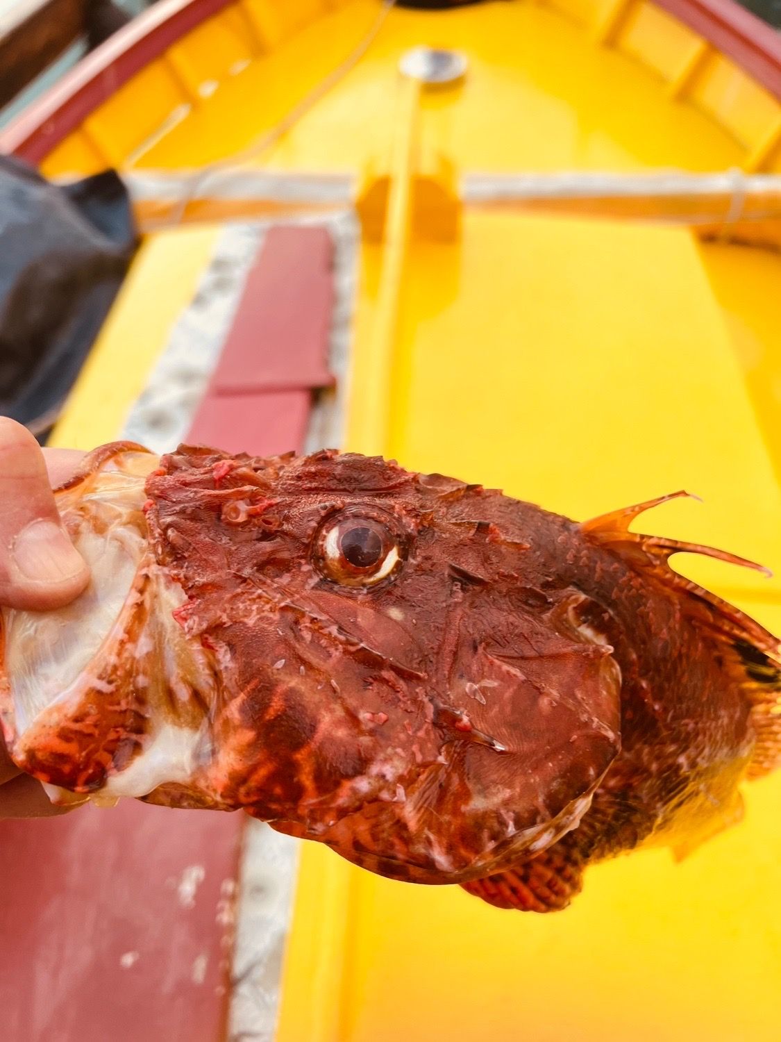 Last Red Scorpionfish caught